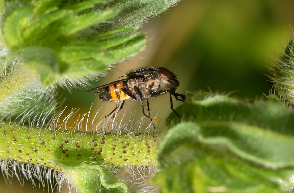 Calliphoridae:   Stomorhina lunata maschio